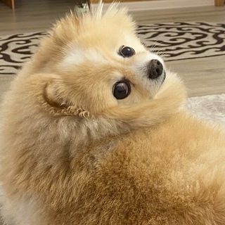 Логотип телеграм канала @videomask — Видео Trends 👍🏻