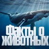 Логотип телеграм канала @vidosday — ФАКТЫ О ЖИВОТНЫХ