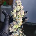 Logo saluran telegram vietnamesestoner — Vietnamese Stoner