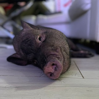 Логотип телеграм канала @viktorthepig — Кабан #Виктор Борисович