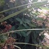 Логотип телеграм канала @vimpireliememory — vimpirelie