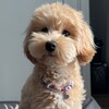 Логотип телеграм канала @vinchik_maltipoo — Никому не здрасьте