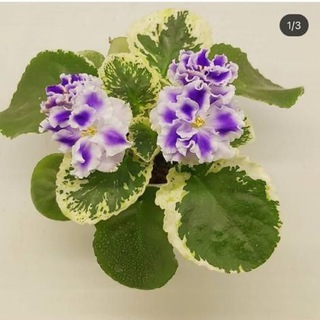 لوگوی کانال تلگرام violet_mahdieh — 👑Planet Emperor👑
