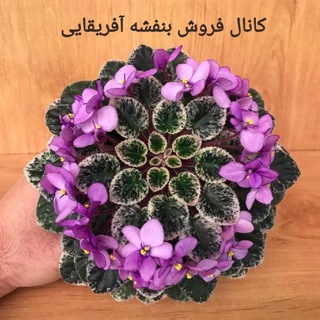 لوگوی کانال تلگرام violetforsale — فروشندگان بنفشه آفریقایی و ارکیده و هویا ایران