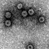 Логотип телеграм канала @virusphobia — Вирусофобия (Disease X)