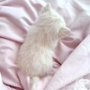 Логотип телеграм канала @viskaslol — ⋆ соняша ТВ !!
