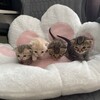 Логотип телеграм канала @viskavpiska — вискавписка