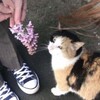 Логотип телеграм канала @vitussyakr — разговоры с витусей