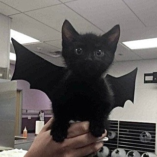 Логотип телеграм канала @vkozanchynxgod — VKozanchyn个