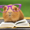 Логотип телеграм канала @vlasthomuaka — Власть книжного хомяка