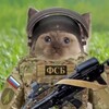 Логотип телеграм канала @voenkore_kotenok — военкор котенок