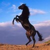 Telegram channel Dictations Nomad Voice logo