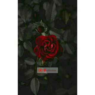 لوگوی کانال تلگرام voisame — ·[ｖｏｉｓａｍｅ]·🕊