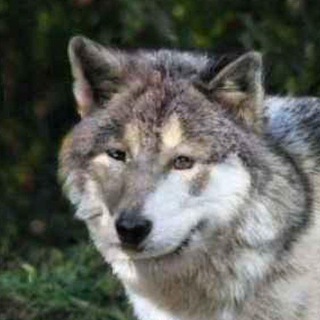 Логотип телеграм канала @volchkitorchki — Волк Wolf