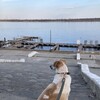 Логотип телеграм канала @volgogradiya — Волгоградия