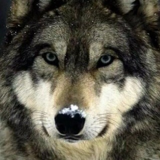 Логотип телеграм канала @volk_eto_volk — Цитаты волка 🐺