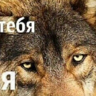 Логотип телеграм канала @volkchannel — никогда у тебя сил нет сдавайся