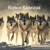 Логотип телеграм канала @volki_kavkaza — Волки Кавказа