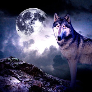 Логотип телеграм канала @volknetigr — цитаты волков на фоне луны
