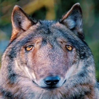 Логотип телеграм канала @volkstrit0 — Волк-стрит📈