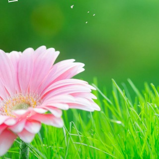 Логотип телеграм канала @volshebniy_dom1 — Volshebniy_dom1