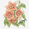 Логотип телеграм канала @vontahoya — Вон та хойя