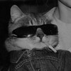 Логотип телеграм канала @vortexxxshut — клуб тамтам 🐊