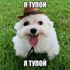Логотип телеграм канала @vosh228 — vosh