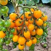 Логотип телеграм канала @vosodulivogorode — Дачные соседи | Сад | Огород🍒🌼🥬