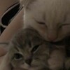 Логотип телеграм канала @vovabrff — НЕмусорка