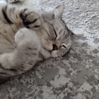 Логотип телеграм канала @vovaket — Всё про котов😼