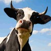 Telegram арнасының логотипі voy_anqayma — Вой Анқайма