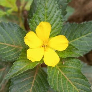 Logo de la chaîne télégraphique voyage_interieur - Diffusion Coach Denis ASSOGBA