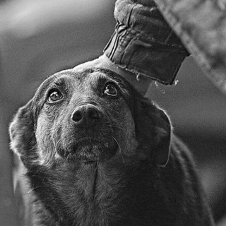 Логотип телеграм канала @vozmidruga — Всё в твоих руках-помощь животным с приюта "Ласка"🐶🐈