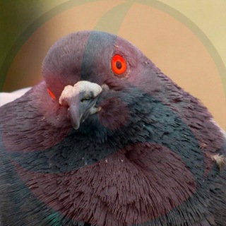 Логотип телеграм канала @vremyankaart — Токийский голубь
