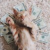 Логотип телеграм канала @vsekonkursi — Все розыгрыши здесь