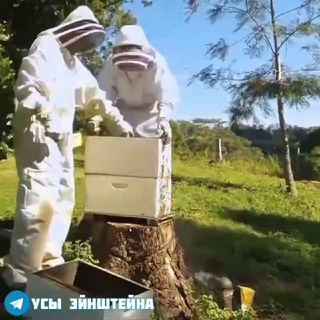 Логотип телеграм канала @vseophelaxdl — О многом для начинающих пчеловодов