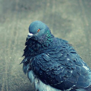 Логотип телеграм канала @vsratue — Всратые голуби