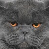 Логотип телеграм канала @vsratyicat — дурацкие коты. fat cats
