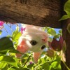 Логотип телеграм канала @vu78_41ml — 🌷☀️ Коты-воители (warriors cats) ☀️🌷