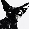 Логотип телеграм канала @vvanirtg — Vvanir