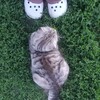 Логотип телеграм канала @vvidiary — VVI Diary🖇