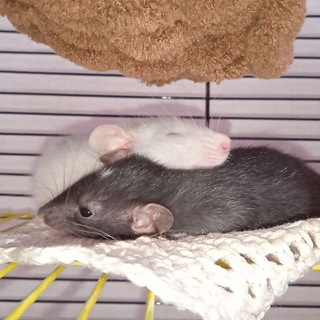 Логотип телеграм канала @vvykzwz2mzytqy — Любимые питомцы~🐁•🐀~