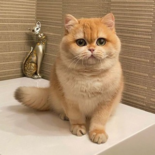 Telegram kanalining logotibi vyazka_koshka_uz — 😍 Вязка кошка (расмий канали)👈🏻