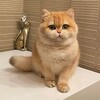 Telegram channel 😍 Вязка кошка (расмий канали)👈🏻 logo