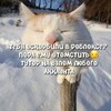 Логотип телеграм канала @vzlomakkovvrblx — ВЗЛОМ РОБЛОКС АККАУНТОВ