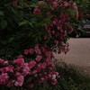 لوگوی کانال تلگرام wahhda — wahhda 🌴