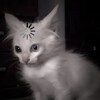 Логотип телеграм канала @walffik — вᴀᴧффи.ᡣ𐭩
