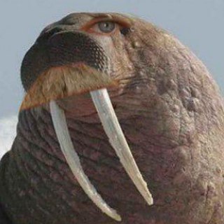 Логотип телеграм канала @walrus_quotes — Моржи плывут на вписку с ЛПР