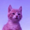 Логотип телеграм канала @wampusgram — Wampussik